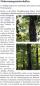 Mobile Preview: Faltblatt 'Fledermäuse im Wald' (Seite 3)